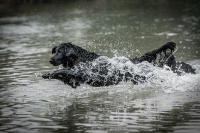 Taiga - Sprung ins Wasser