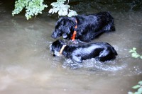 ... gleichzeitig schwimmen und tauchen!