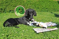 Billy beim Zeitung lesen!