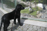 Omar im Vogelpark